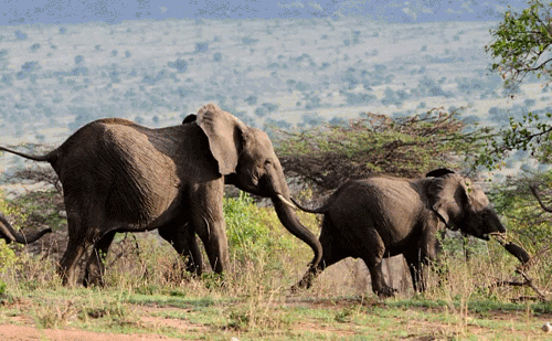 5 вещей, которые слоны умеют делать, а ты – нет