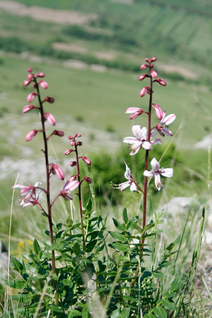 Источник: Florin Capilnean/Pexels