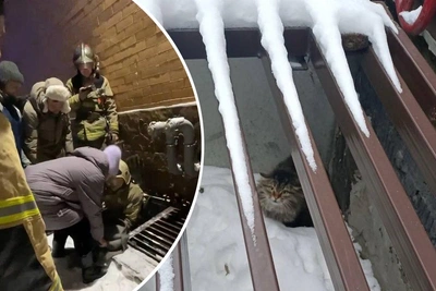 Кота Кузю спасли в Академгородке после сентябрьского побега