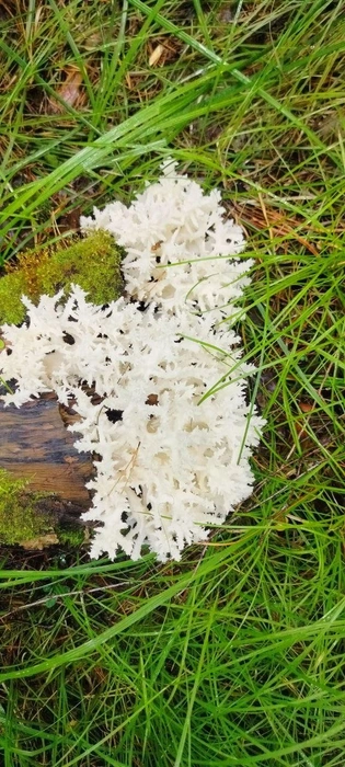 Эти грибы больше похожи на морские кораллы  | Источник: читатель NGS24.RU 