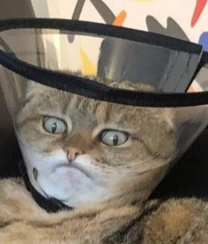 Лучше фотожабы на кота в защитном воротнике