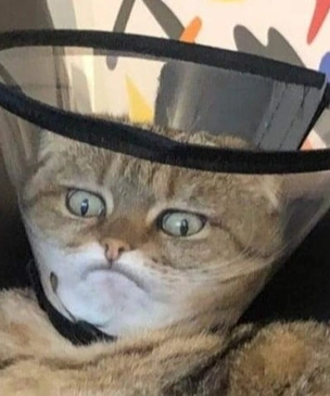 Лучше фотожабы на кота в защитном воротнике