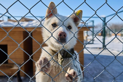Зоозащитницу из Ростова обманули на 100 тысяч рублей