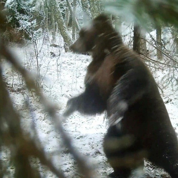 Кадр из видео Нижне-Свирского заповедника