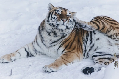 Снежная суббота в Иркутске: прогноз синоптиков