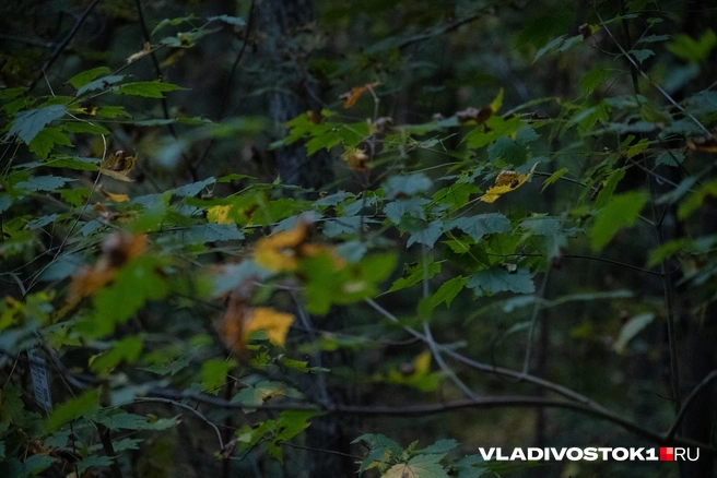 Источник: Елена Буйвол / VLADIVOSTOK1.RU