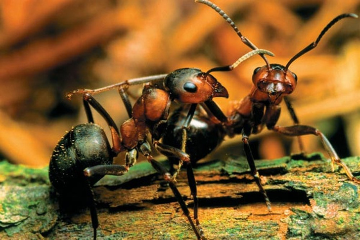 Универсальный труженик: секреты лесного муравья