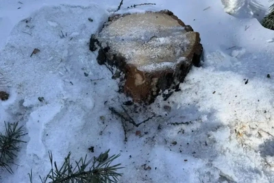 Задержаны за незаконную рубку леса на 3 млн в Забайкалье