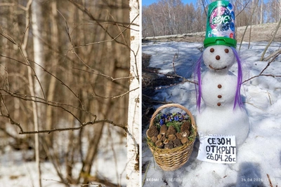 Новосибирец открыл грибной сезон находкой сморчковых шапочек