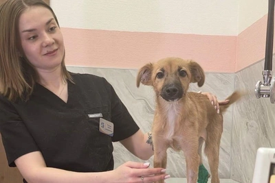 Барнаульские дети выручили щенка из ледяной ловушки