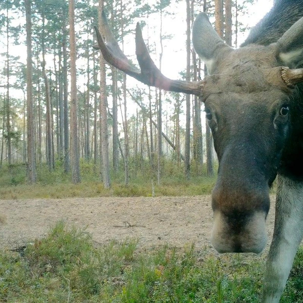 Источник: Павел Глазков / «Каждой твари по паре» 