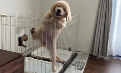 Самые смешные собаки из фотосообщества We Rate Dogs