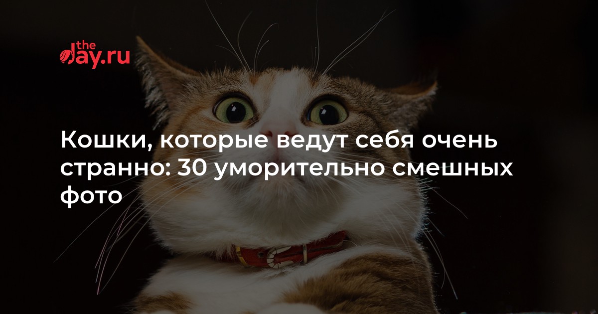 В этой статье собрана подборка 30 уникальных кадров, на которых кошки показывают свои самые необычные поступки. Когда вы увидите, как некоторые из них смотрят на мир, вы просто не сможете удержаться от смеха. Итак, дорогие читатели, приготовьтесь повеселиться вместе с нами!