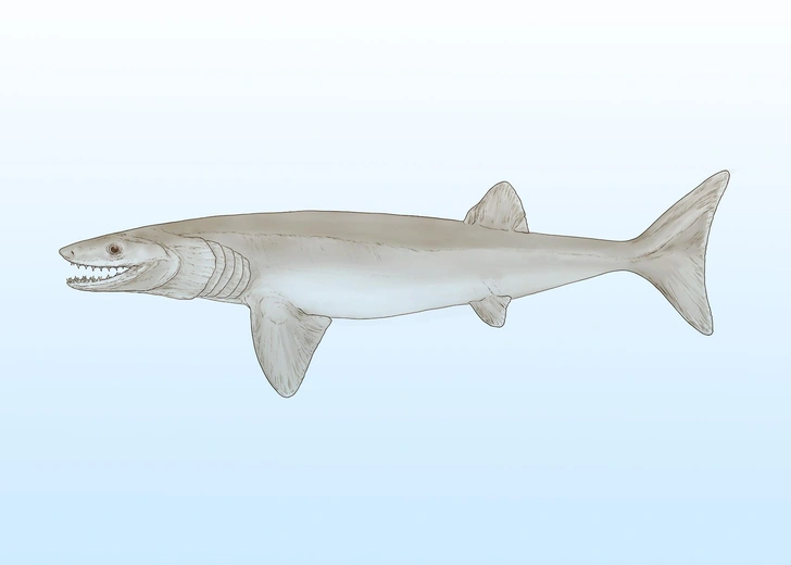 Новый вид древней акулы может стать недостающим звеном в эволюции таинственной группы рыб, о которой давно спорят ученые