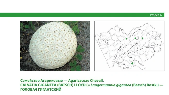 Гриб находится под угрозой из-за нарушения местообитаний | Источник: Красная книга Алтайского края