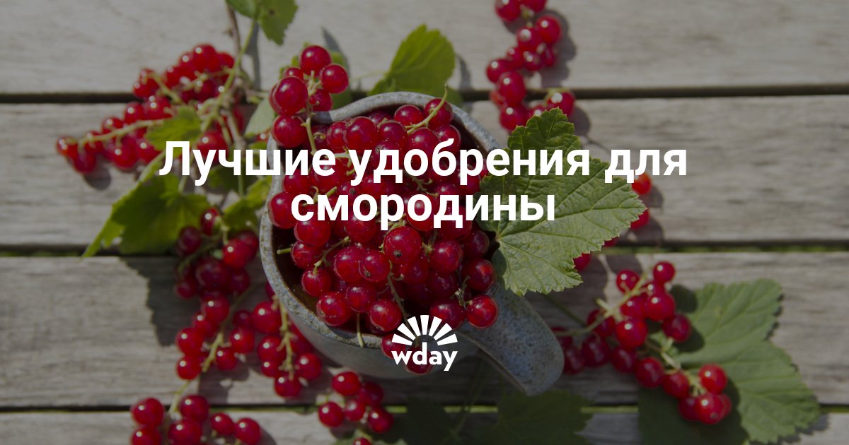 Какие нужны удобрение конопли Какие нужны удобрение конопли интернет которого нет тор браузер hidra