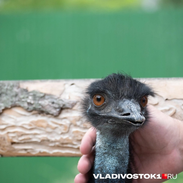 Источник: Елена Буйвол / VLADIVOSTOK1.RU