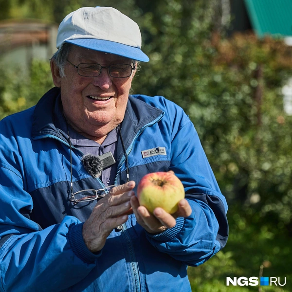 С помощью стланцевых яблонь (растут по земле горизонтально, а не вверх) Анатолий Сидорович выращивает вот такие яблоки | Источник: Александр Ощепков / NGS.RU