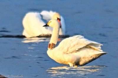 Фотограф снял лебедя с голландским чипом в Ленобласти