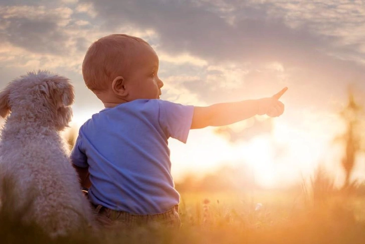 порода, собаки, список | Источник: iStock/Di_Studio