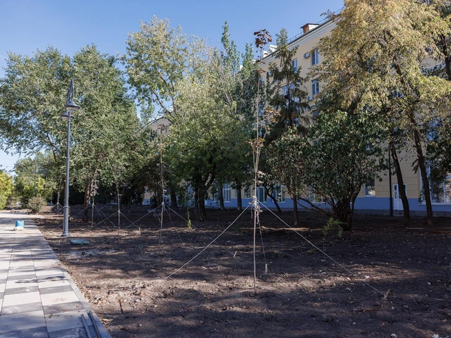 Некоторые старые деревья сохранили, но особенно крупные все же срубили | Источник: Алексей Волхонский / V1.RU