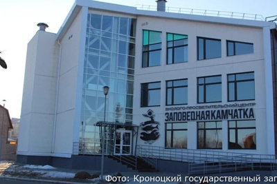 Белоплечие орланы поселились возле заповедника в Елизове