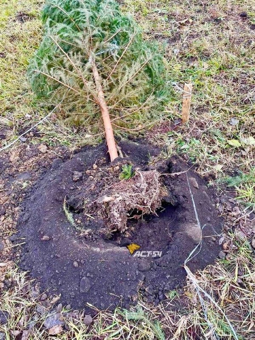 Очевидцы говорят, что деревья высадили неделю назад | Источник: «АСТ-54» / «ВКонтакте»