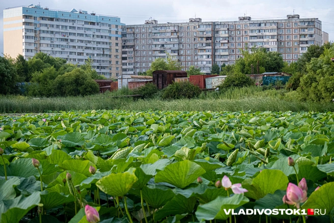 Источник: Елена Буйвол / VLADIVOSTOK1.RU
