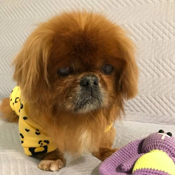 Шурик живет в любви и заботе | Источник: Илья Мартышенко