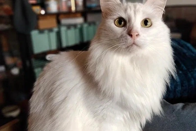 Ослепительный кот Шамбал ждёт семью в Самаре