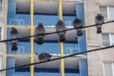 Why Nizhny Has So Many Pigeons and the Rules on Feeding Them