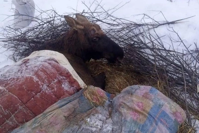 Moose rescued in Yaroslavl headed for Moscow rehab center