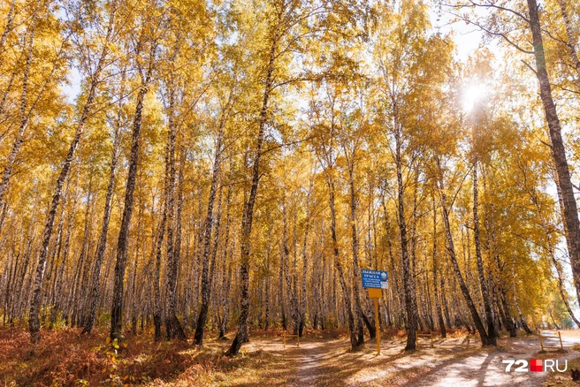 Совсем скоро от этого золотистого пейзажа ничего не останется. Будут только голые деревья да снег | Источник: Ирина Шарова / 72.RU