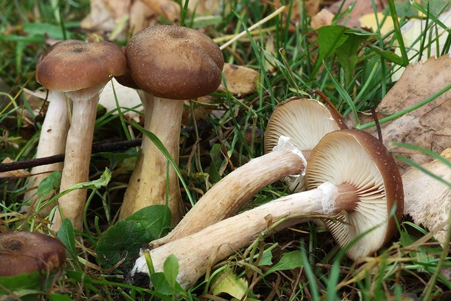Этот вид опят легко отличить по толстому основанию | Источник: mycology.su