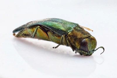 Вредитель златка захватил девять районов Ростовской области