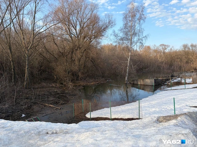 Трубеж пока не вышел из берегов, но есть и другие проблемы&nbsp;— сухие деревья | Источник: Дарья Ходосевич / YA62.RU