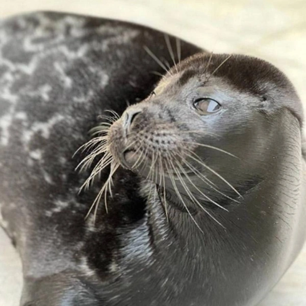 Источник: Спасение тюленей 699-23-99 / Vk.com