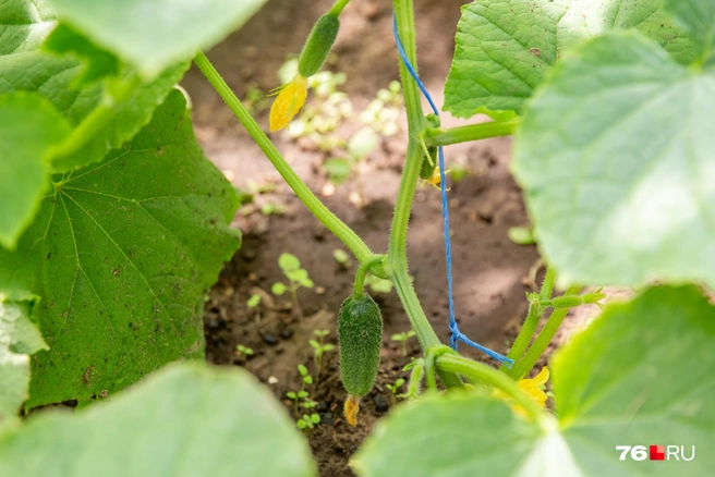 Болезни рассады огурцов: что делать, если растения вытянулись или желтеют