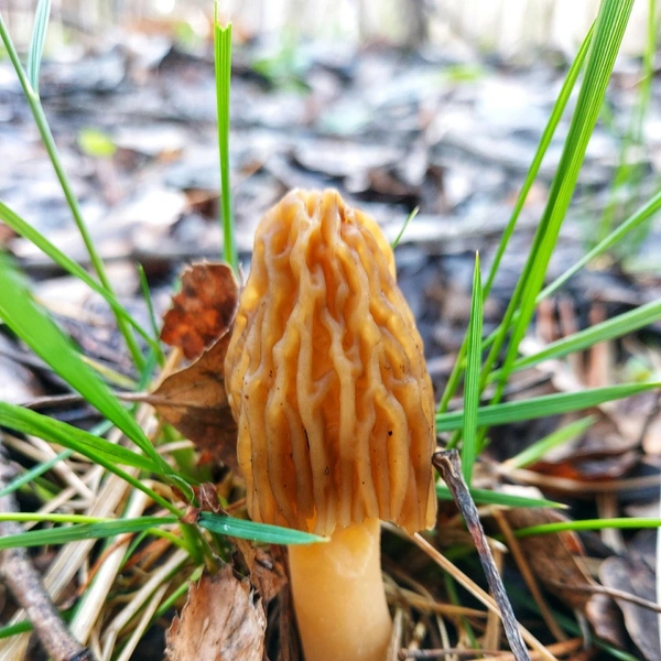 Источник: Кристина Редикульцева, «Уральский ЯжеГРИБНИК» / Vk.com