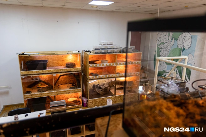 Террариумы делали сами  | Источник: Мария Ленц / NGS24.RU