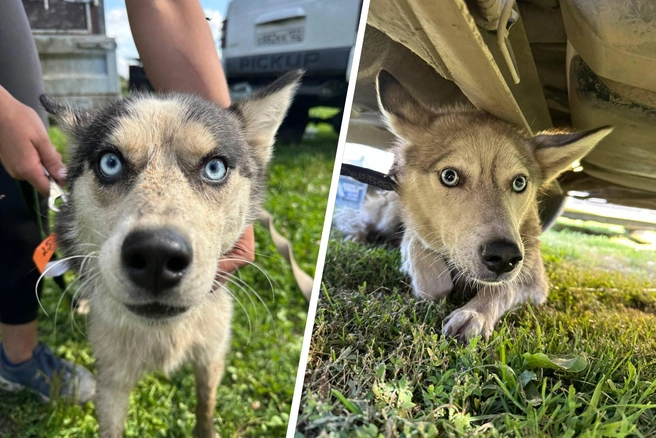 Животные истощены и запуганы | Источник: «Помощь ездовым собакам help_husky_nsk» / Telegram