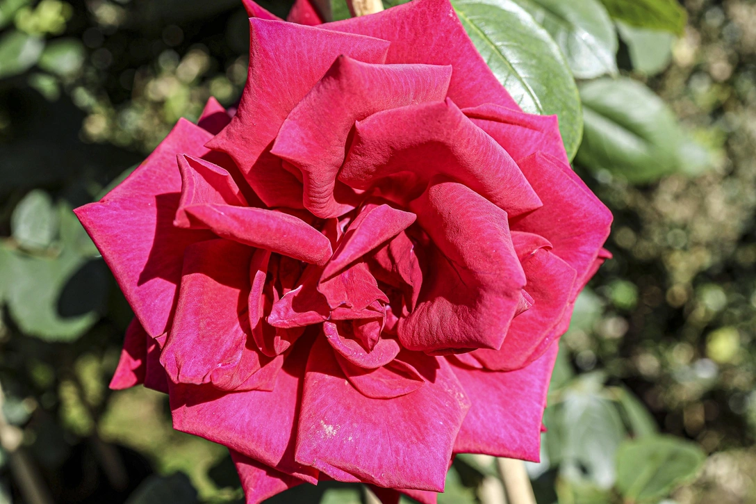 Как вырастить розу из черенка в домашних условиях за 5 шагов | Источник: Legion Media