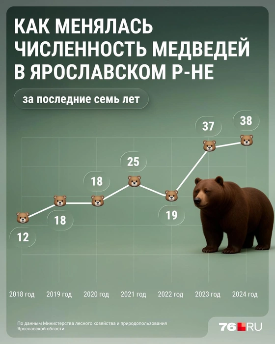 Сколько медведей обитает в Ярославском районе | Источник: Серафима Пантыкина / Городские медиа