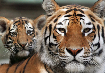 Галерея: Тигры. Исчезнувшие и оставшиеся