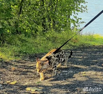 И это настоящий охотник | Источник: сайт бесплатных объявлений