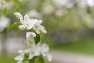 Аллергикам на заметку: где в Тульской области высокая концентрация пыльцы?