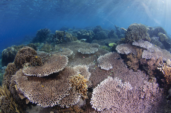 Каменные сады океана: как образуются и живут коралловые рифы