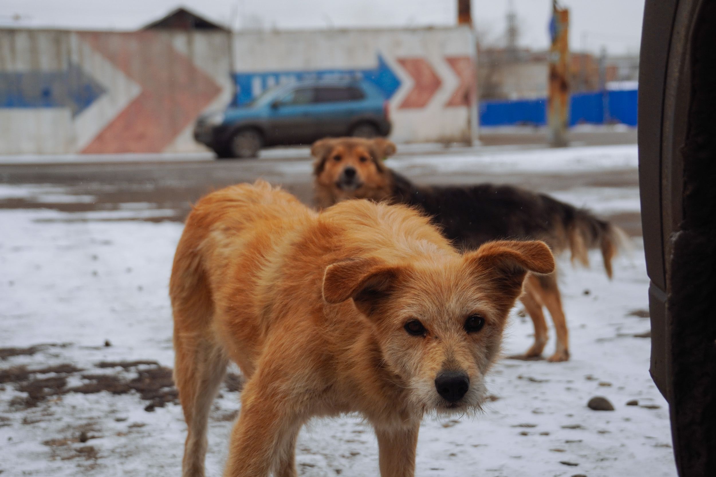 Стая собак напала на 9-летнюю девочку в Ростове-на-Дону, в поселке Красный  Маяк собаки искусали девочку - 12 марта 2024 - 161.ру