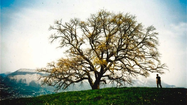 Онлайн-программа к выставке Cartier Trees