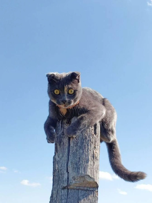 Кот Баюн | Источник: читатель 63.RU